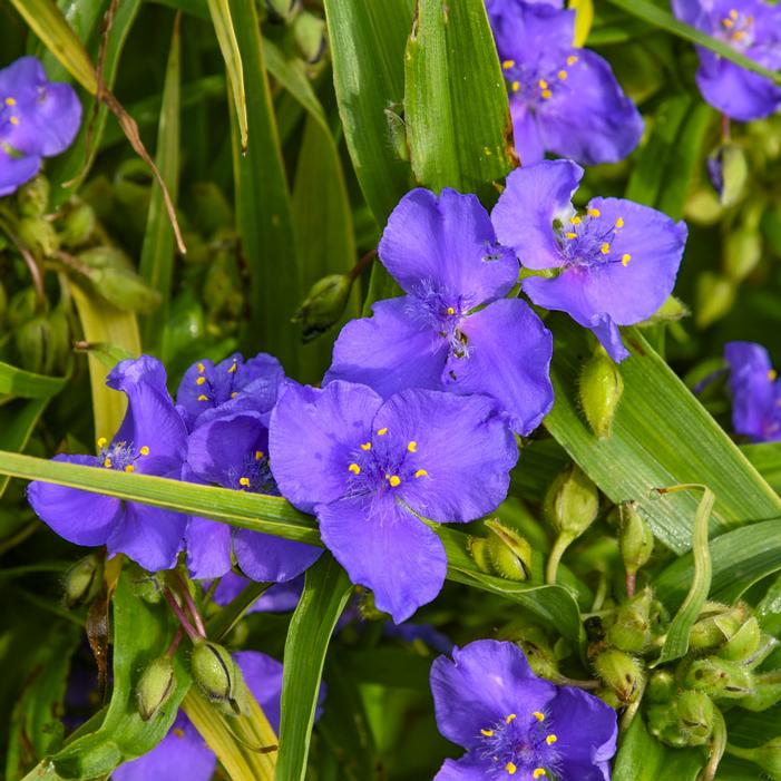WEB DESIGNER SPIDERWORT