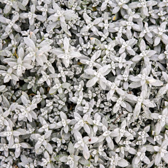 CLOUD COVER SNOW IN SUMMER