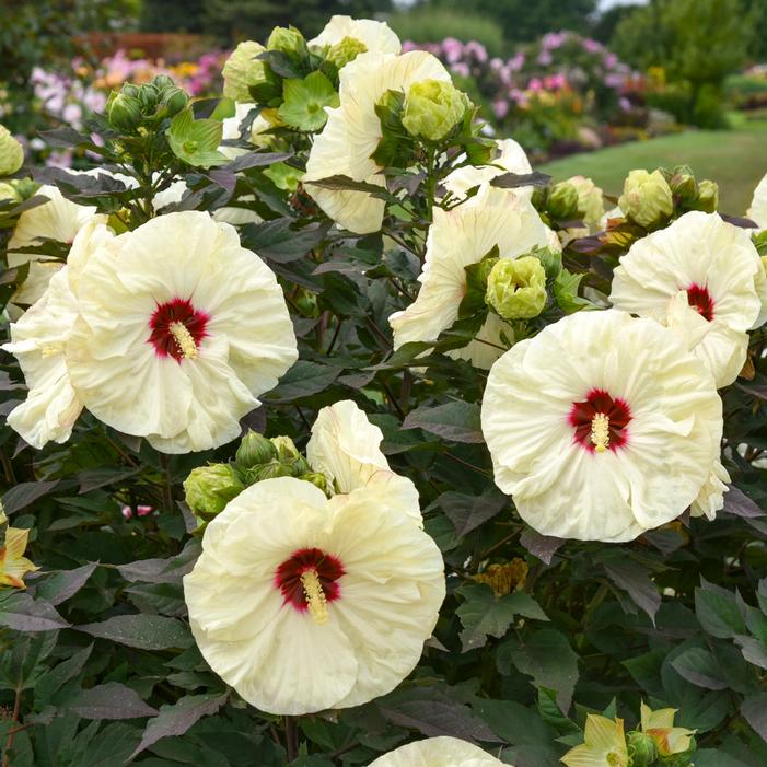 SUMMERIFIC® COCONUT CREAM HARDY HIBISCUS