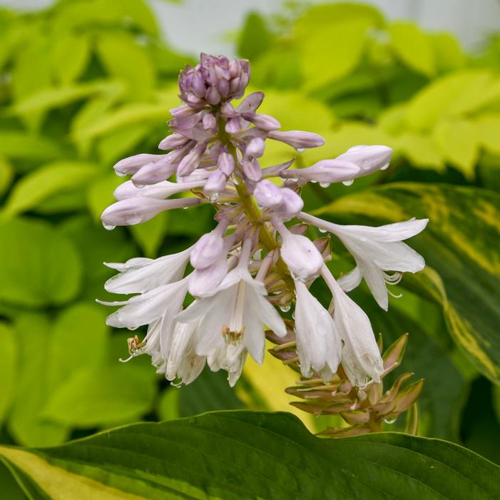 SHADOWLAND® AFFAIR TO REMEMBER HOSTA