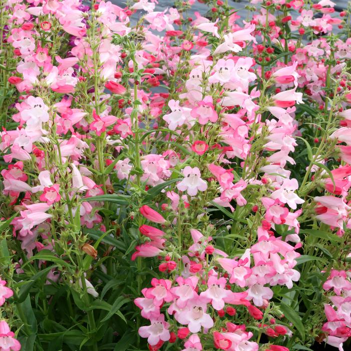 FLOCK OF FLAMINGOS BEARDTONGUE