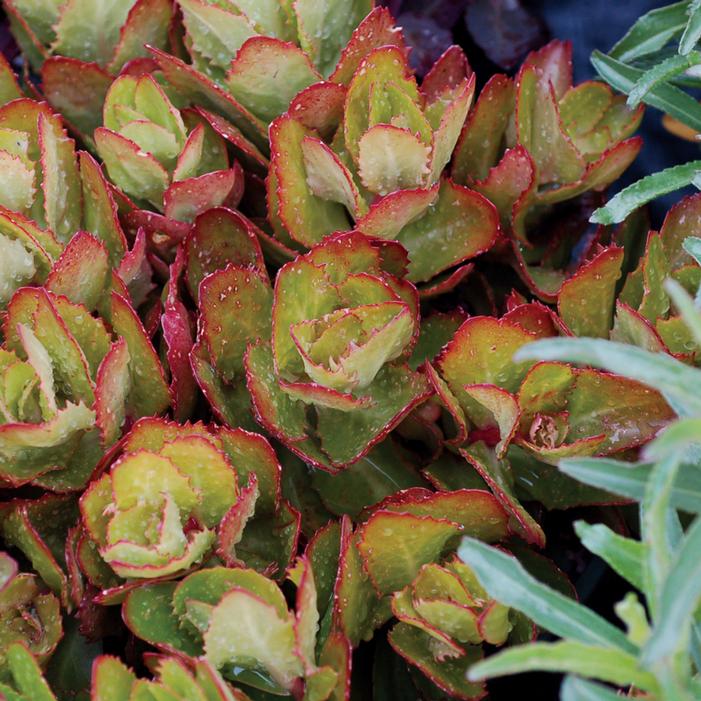 PARTY HARDY™ BIRTHDAY PARTY SEDUM