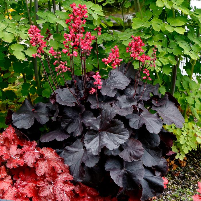 BLACK FOREST CAKE CORAL BELLS
