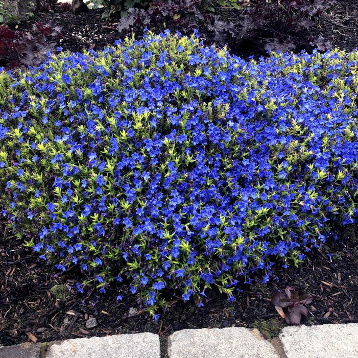 GOLD 'N SAPPHIRES LITHODORA