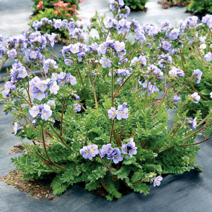 HURRICANE RIDGE JACOB'S LADDER