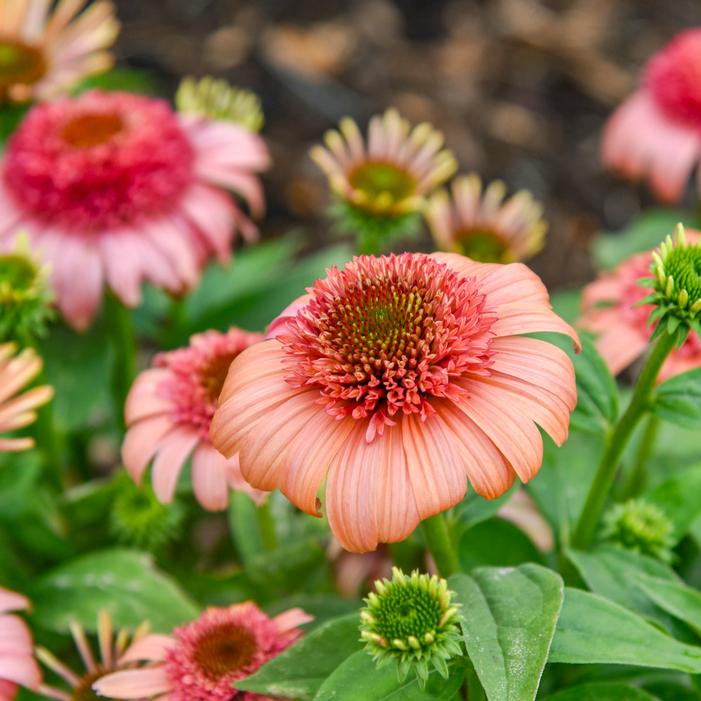 DOUBLE DIPPED® JUST PEACHY CONEFLOWER
