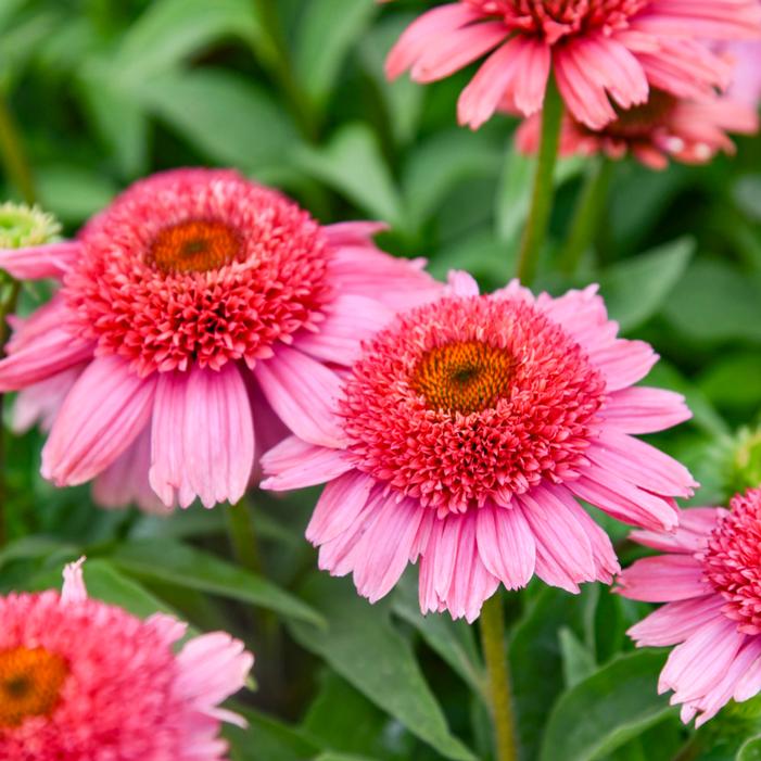 DOUBLE DIPPED® STRAWBERRY SLUSHIE CONEFLOWER