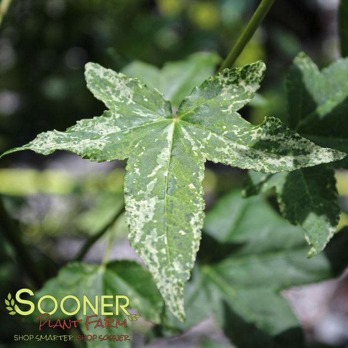 Image property of Sooner Plant Farm, Inc.
