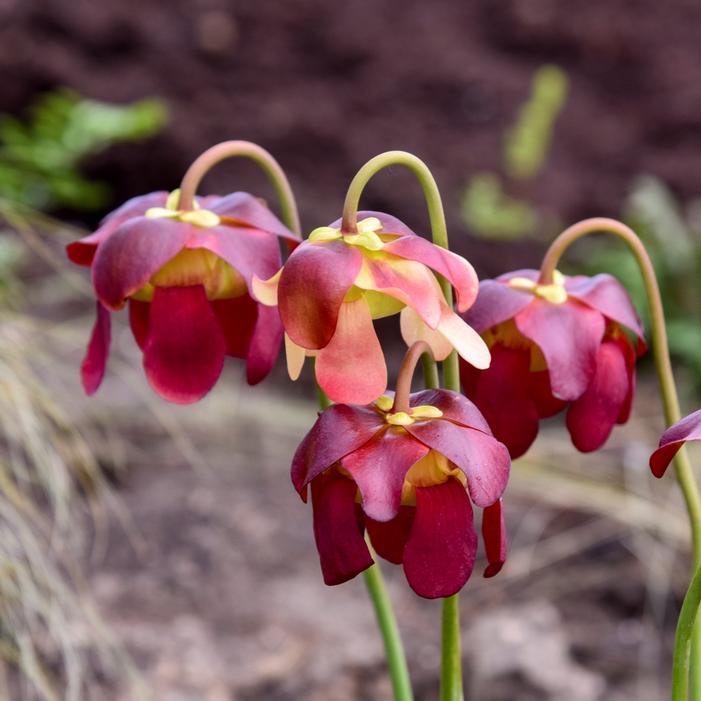 Sarracenia x catesbaei 'Catesby's Pitcher Plant'