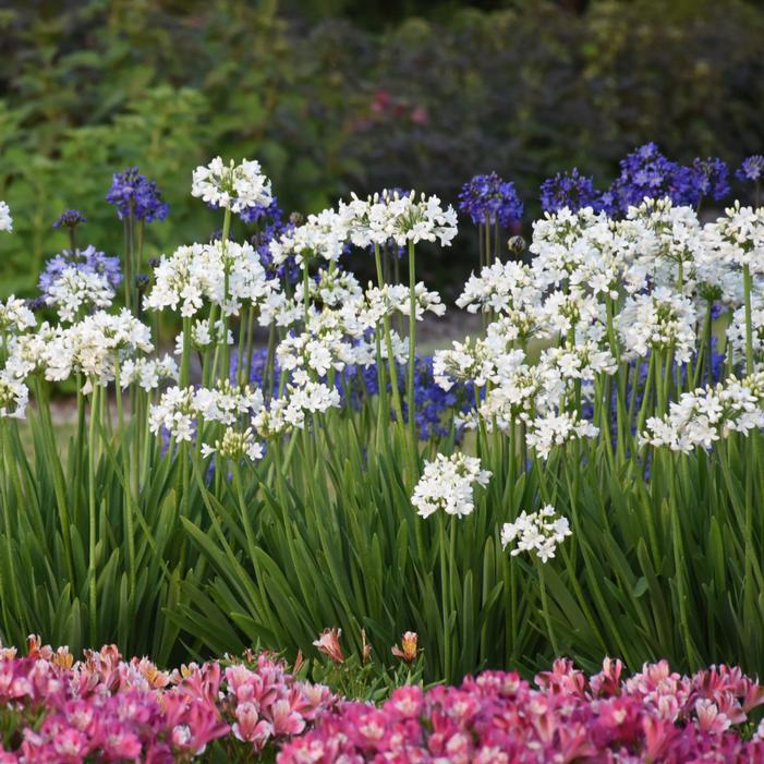Agapanthus x 'Galaxy White'