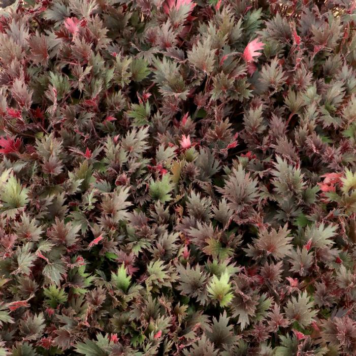 Heuchera sanguinea 'Spinel'