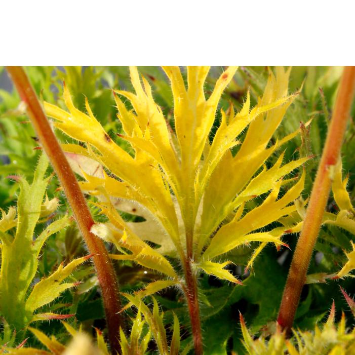 Heuchera villosa 'Heliodor'