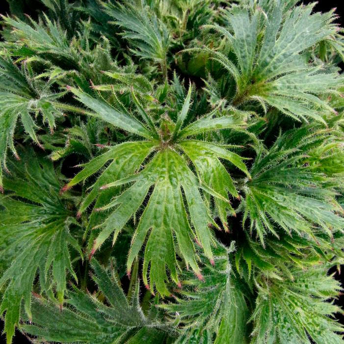Heuchera coccineum 'Jadeite'