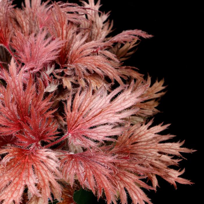 Heuchera villosa 'Rhodonite'