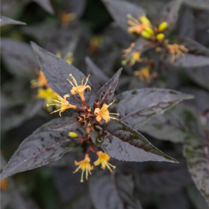 Diervilla splendens 'Baildiertwo'