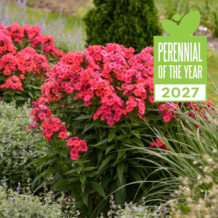 Phlox paniculata 'Sunset Coral'