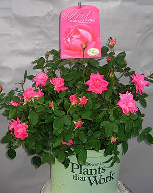 DOUBLE PINK KNOCK OUT® ROSE