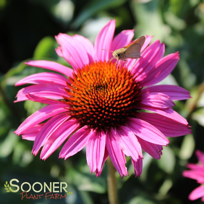 RUBY GIANT CONEFLOWER