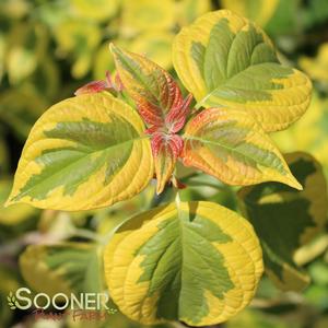 GOLDEN SHADOWS® DOGWOOD