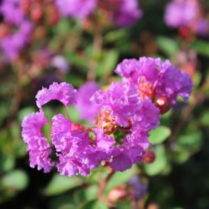 FLEMING FILIGREES™ VIOLET FILLI CRAPEMYRTLE