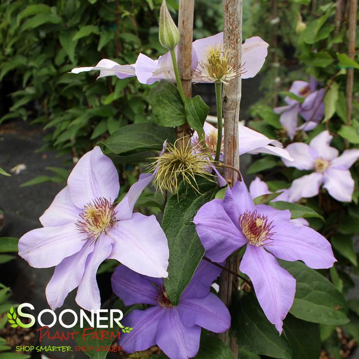 RAMONA CLEMATIS