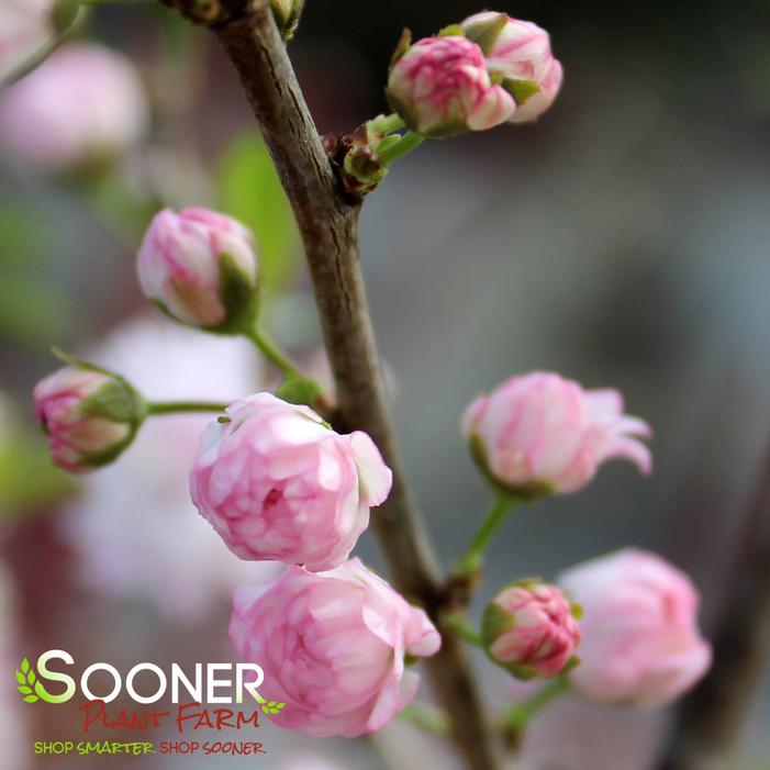 DWARF PINK FLOWERING ALMOND