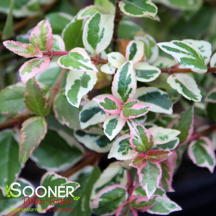 MARDI GRAS ABELIA