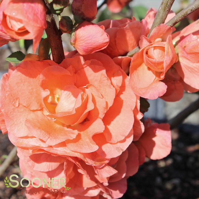 CAMEO FLOWERING QUINCE