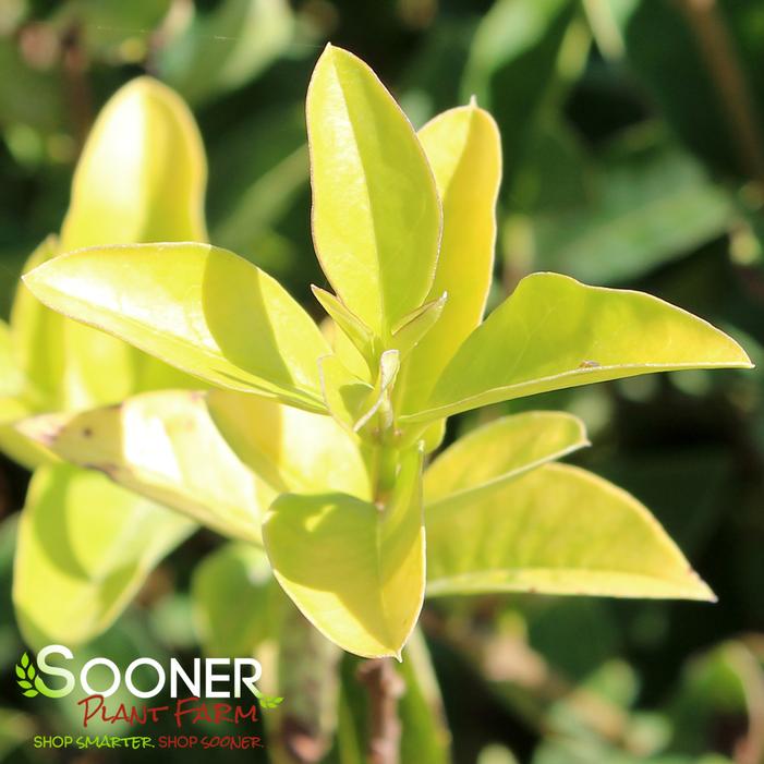 GOLDEN VICARY PRIVET