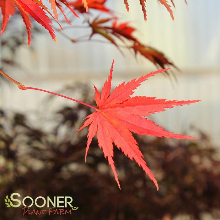 TIGER ROSE UPRIGHT JAPANESE MAPLE