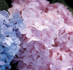 ENDLESS SUMMER® THE ORIGINAL HYDRANGEA