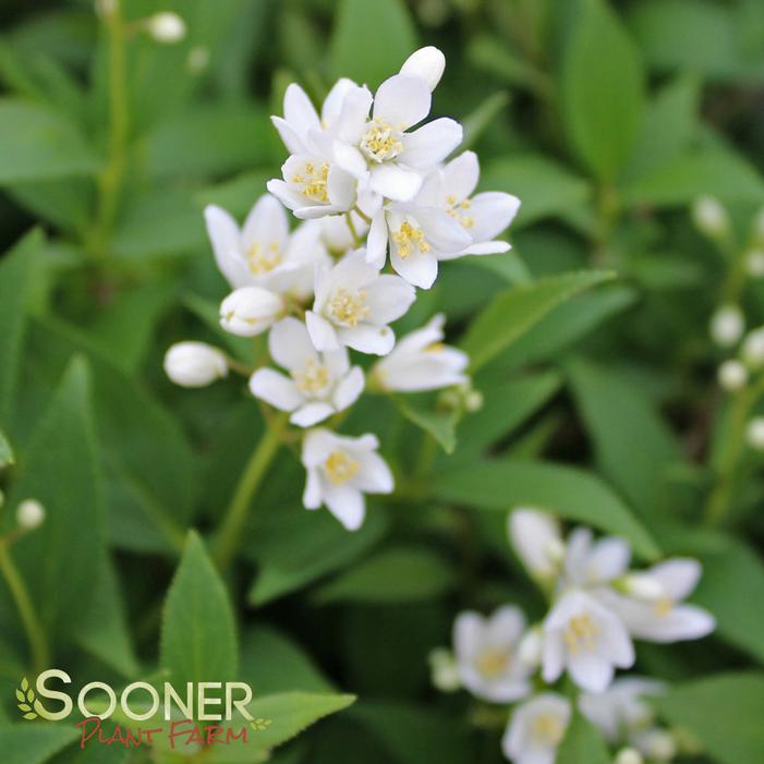 NIKKO SLENDER DEUTZIA