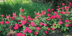 DOUBLE RED KNOCK OUT® ROSE