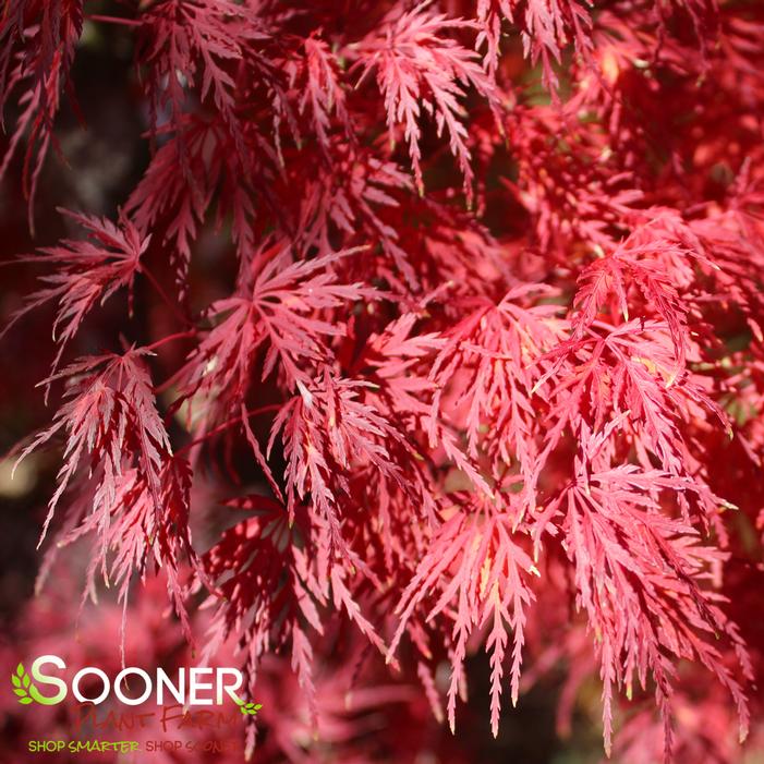 SEIRYU UPRIGHT JAPANESE MAPLE