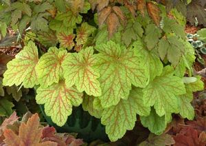 ELECTRIC LIME CORAL BELLS