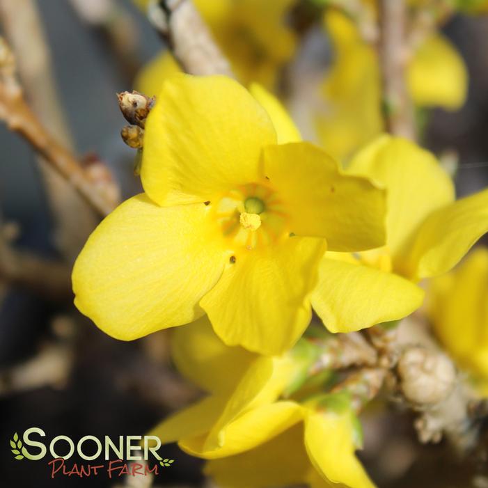 SHOW OFF® FORSYTHIA