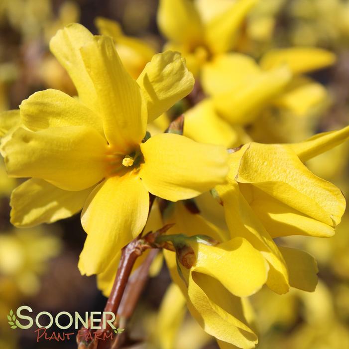 SHOWY BORDER™ FORSYTHIA