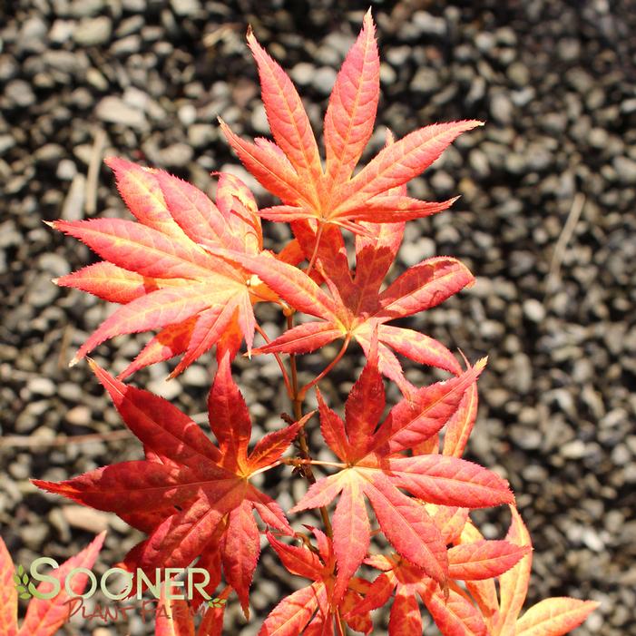 IIJIMA SUNAGO UPRIGHT JAPANESE MAPLE