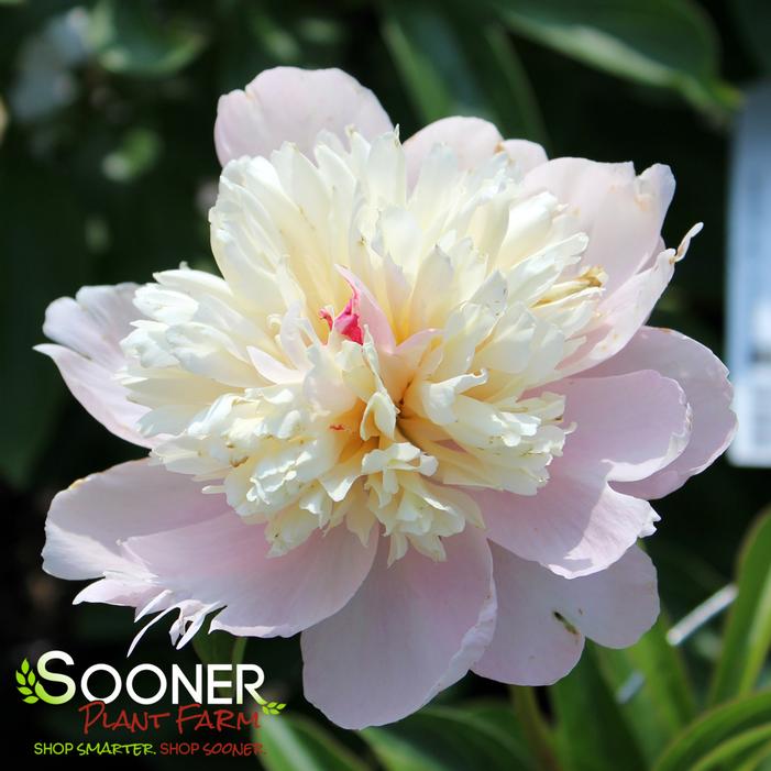 SORBET GARDEN PEONY