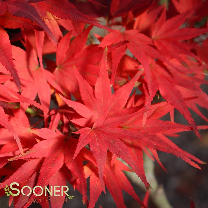 MIKAWA YATSUBUSA DWARF UPRIGHT JAPANESE MAPLE