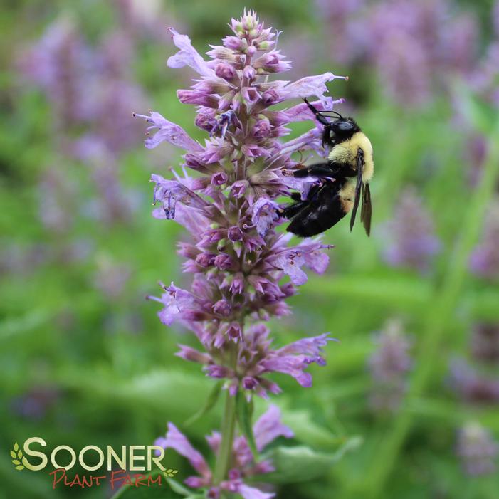 BLUE BOA HYSSOP