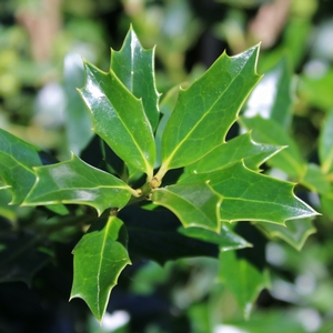 Christmas Jewel Holly - 3 Gallon Pot - Deer-Resistant, Drought-Tolerant, Evergreen Tree - Zone 6-9