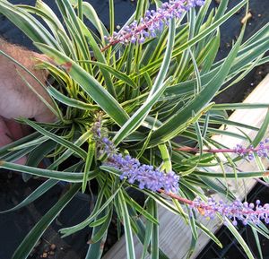 VARIEGATED LIRIOPE