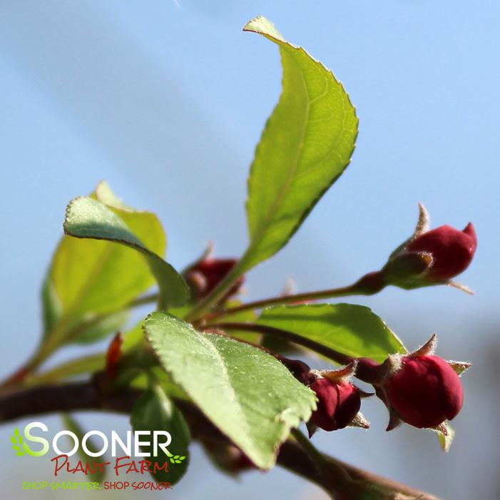 LOUISA WEEPING CRABAPPLE