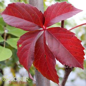 RED WALL® VIRGINIA CREEPER