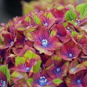 PISTACHIO HYDRANGEA