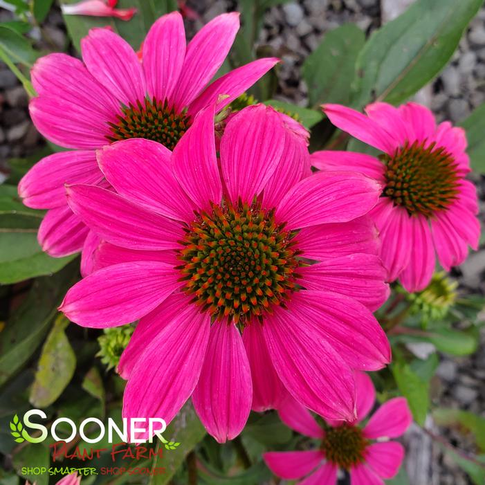 POW WOW® WILD BERRY CONEFLOWER