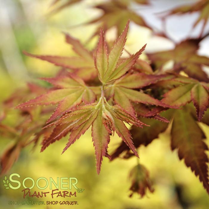 CALICO JAPANESE MAPLE