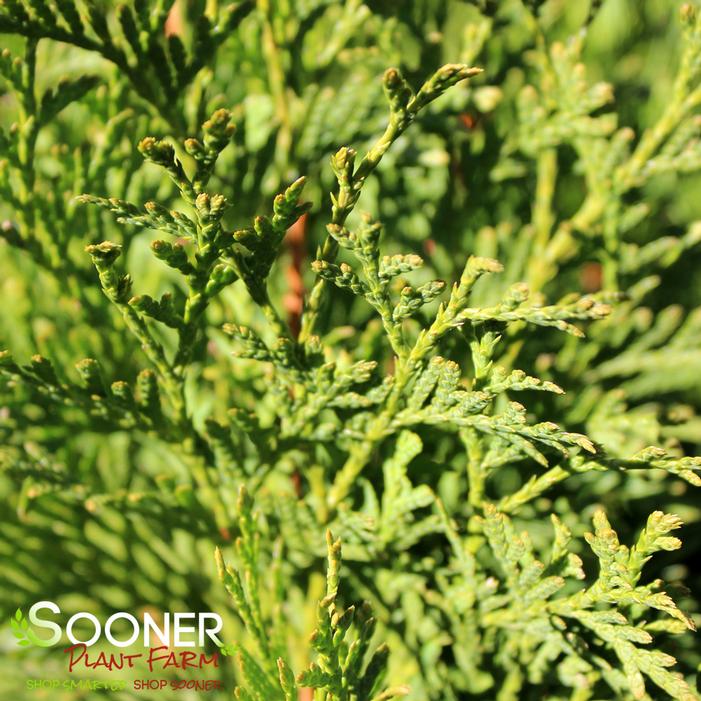 NORTH POLE® ARBORVITAE