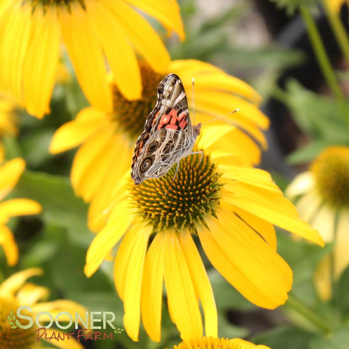 SUNBIRD CONEFLOWER